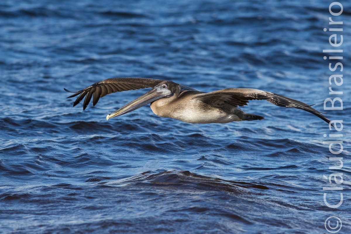 Brown Pelican - Claudia Brasileiro