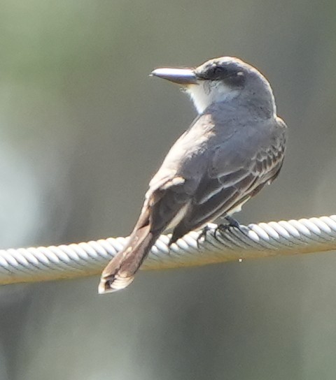 Gray Kingbird - ML618448015