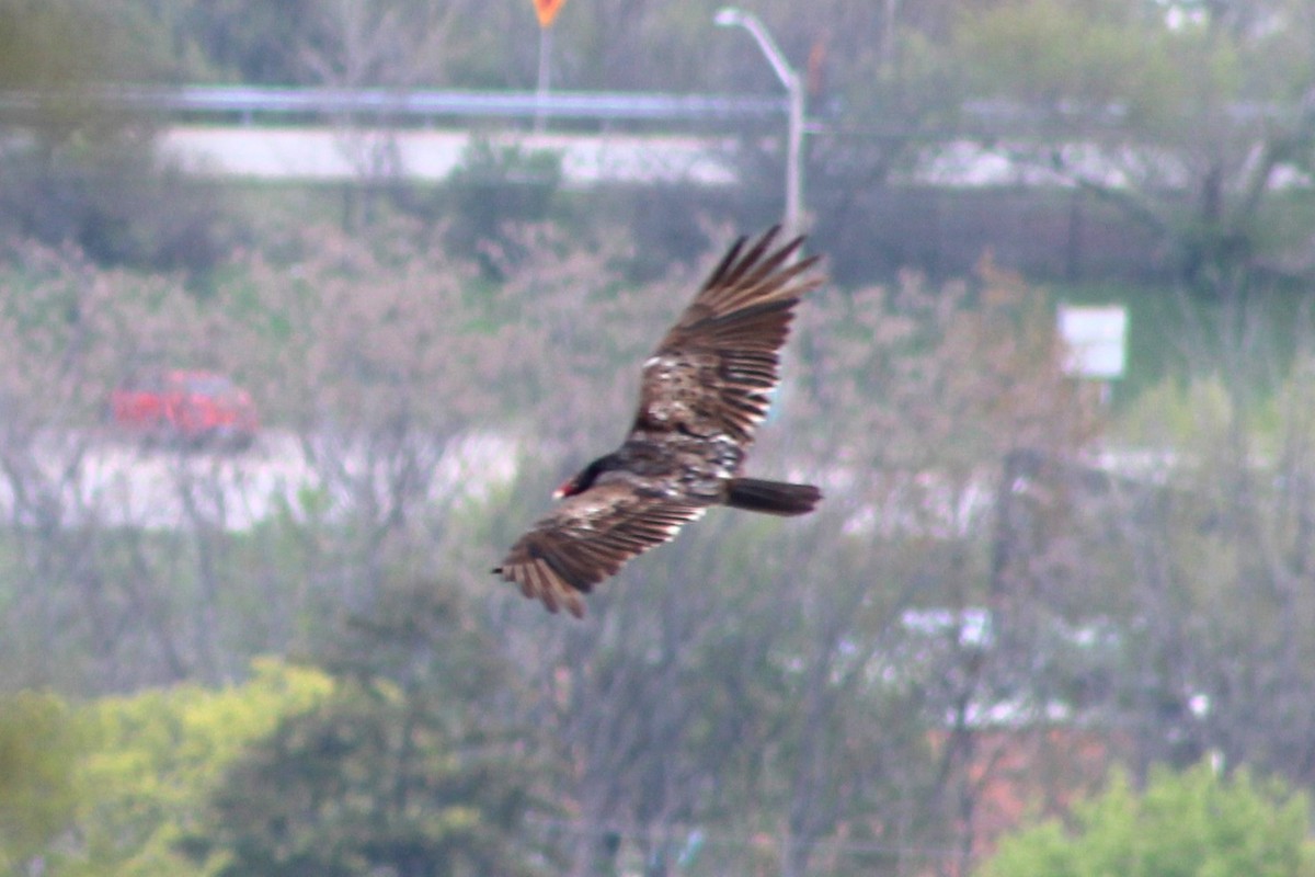 Turkey Vulture - Anastasia Morissette