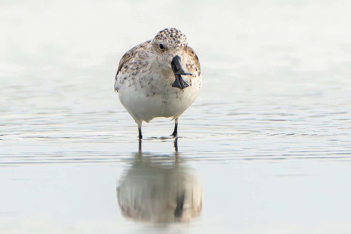 Spoon-billed Sandpiper - ML618448029