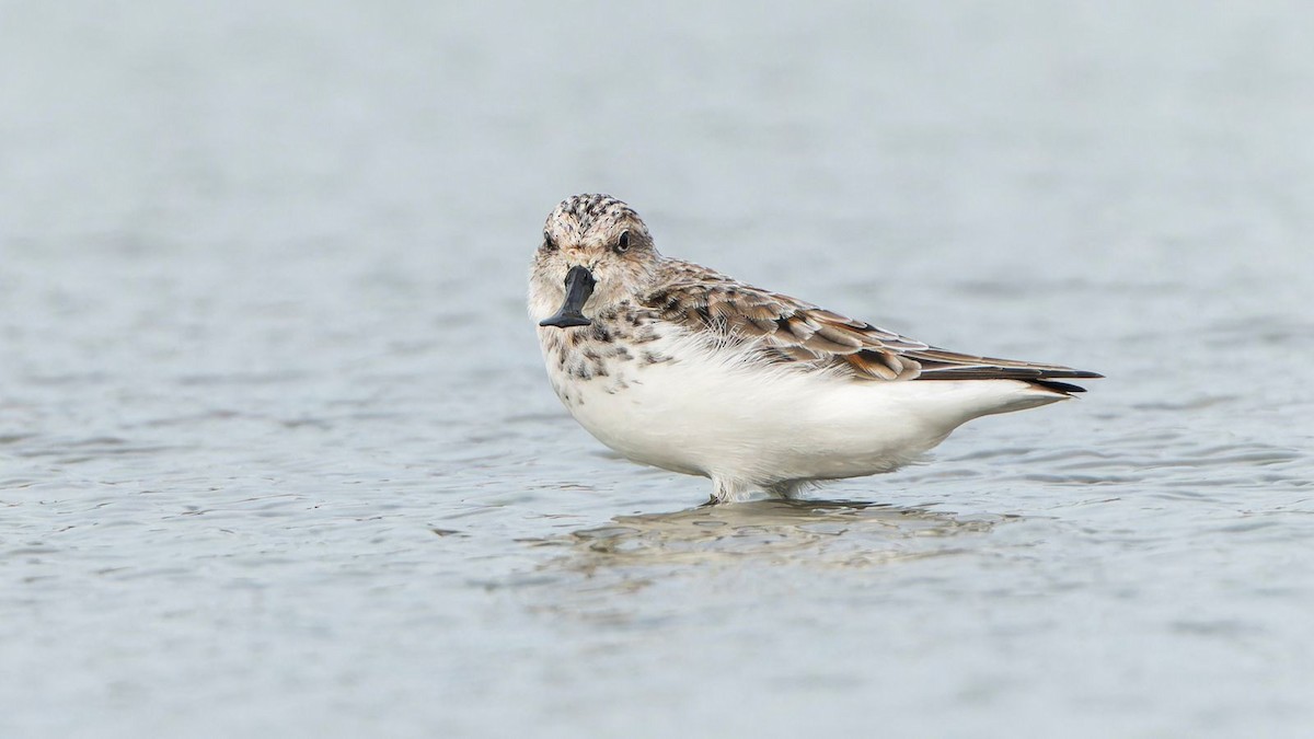 Spoon-billed Sandpiper - KEVIN ELSBY