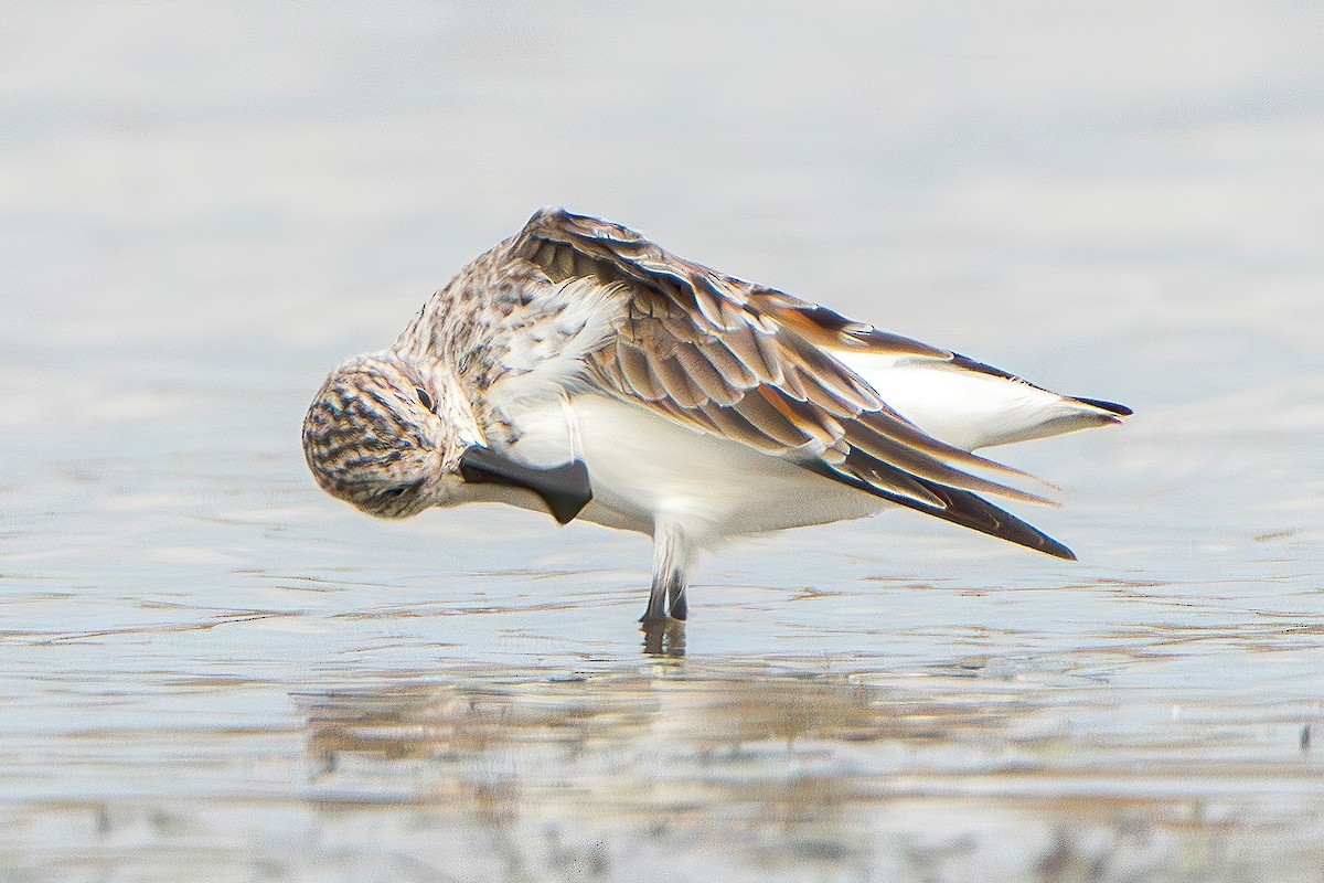 Spoon-billed Sandpiper - KEVIN ELSBY