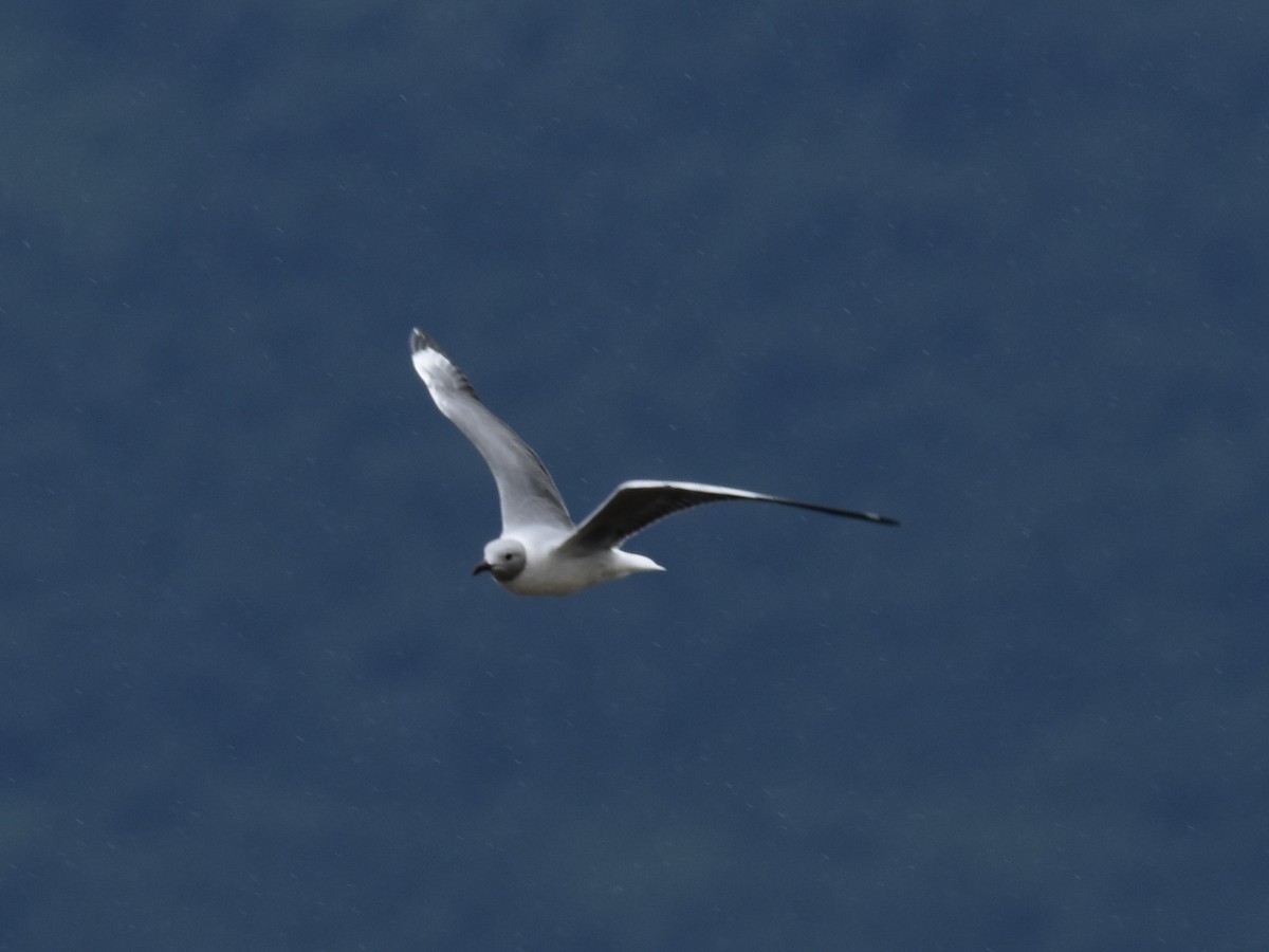 Gray-hooded Gull - ML618448040