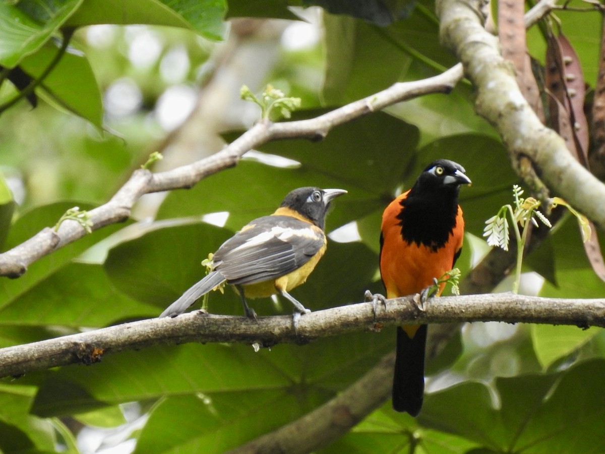 Venezuelan Troupial - ML618448049