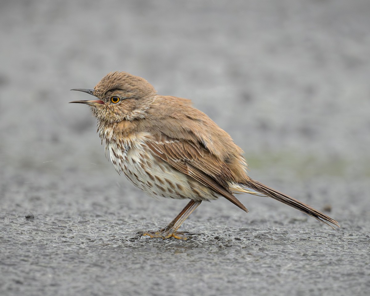 Sage Thrasher - John Davis