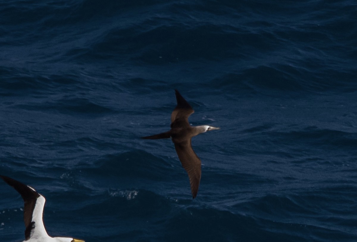 Brown Booby (Brewster's) - ML618448074