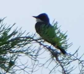 Eastern Kingbird - Dave Bowman