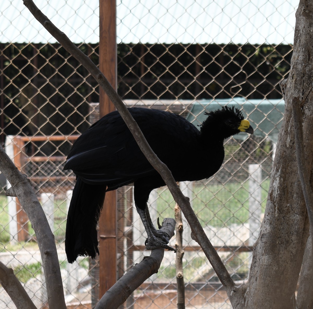 Great Curassow - ML618448089