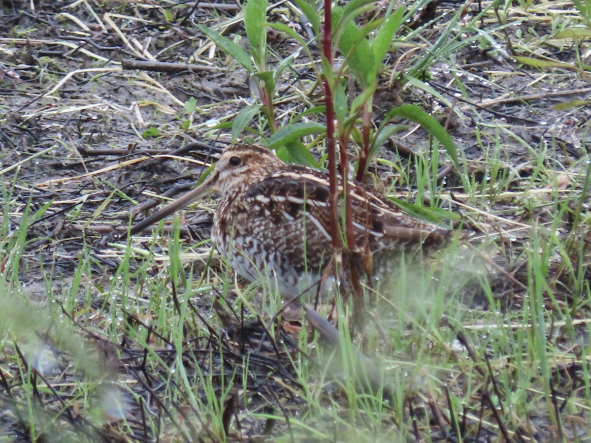 Wilson's Snipe - ML618448091