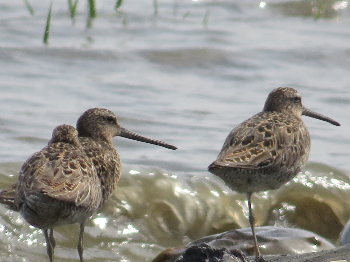 Short-billed Dowitcher - Randy Fisher