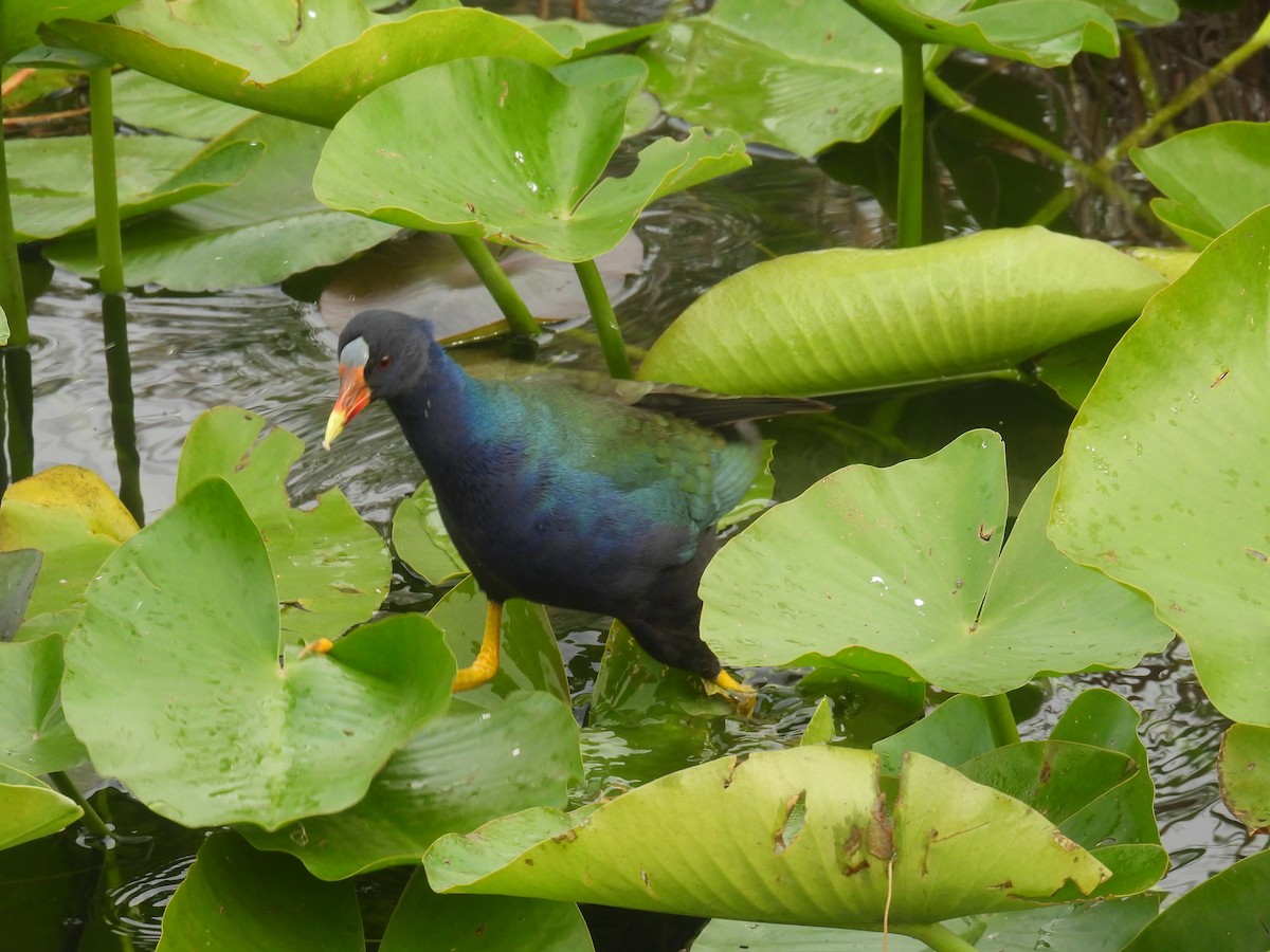 Purple Gallinule - ML618448156