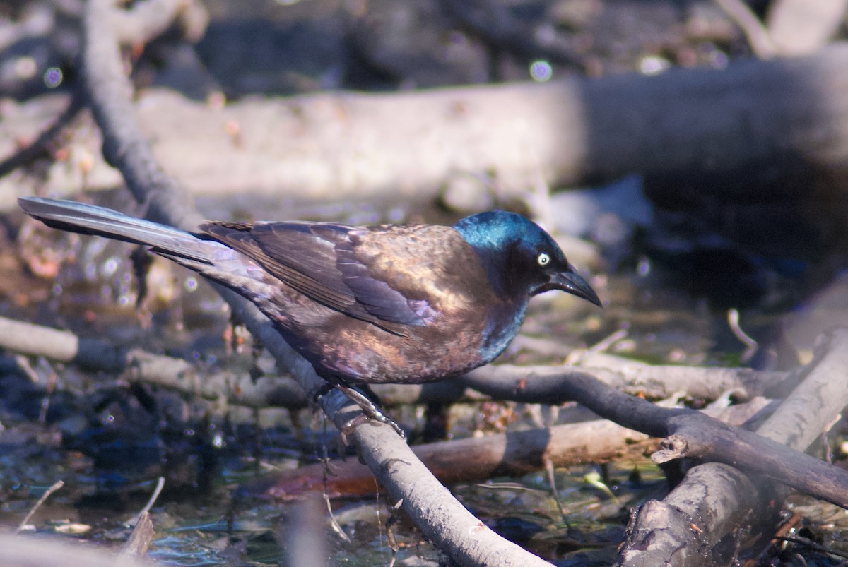 Common Grackle - Jasper Weinberg