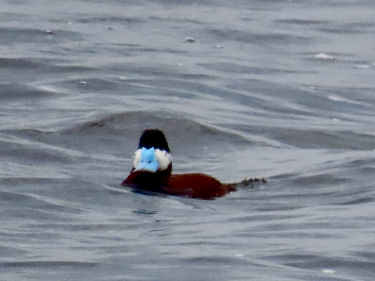 Ruddy Duck - Debbie van Zyl