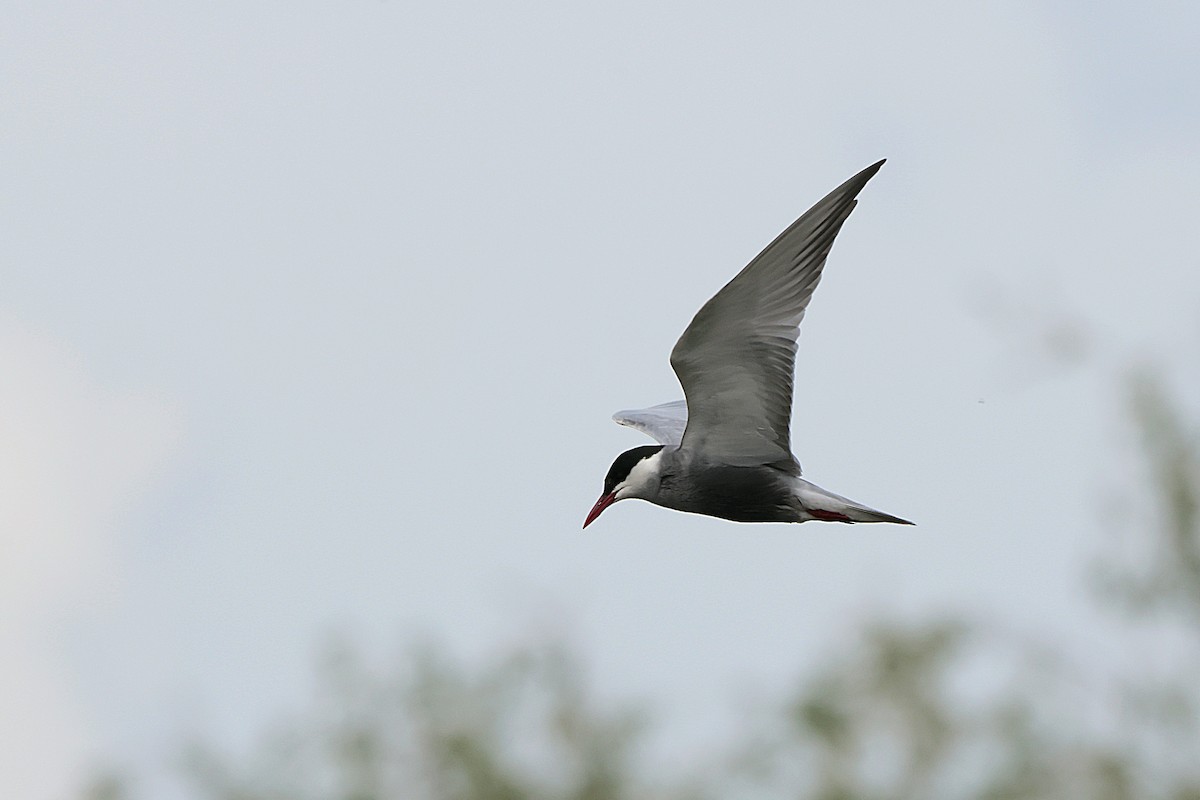 Whiskered Tern - ML618448177