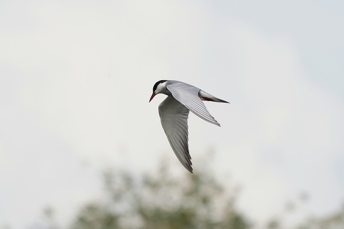 Whiskered Tern - ML618448178