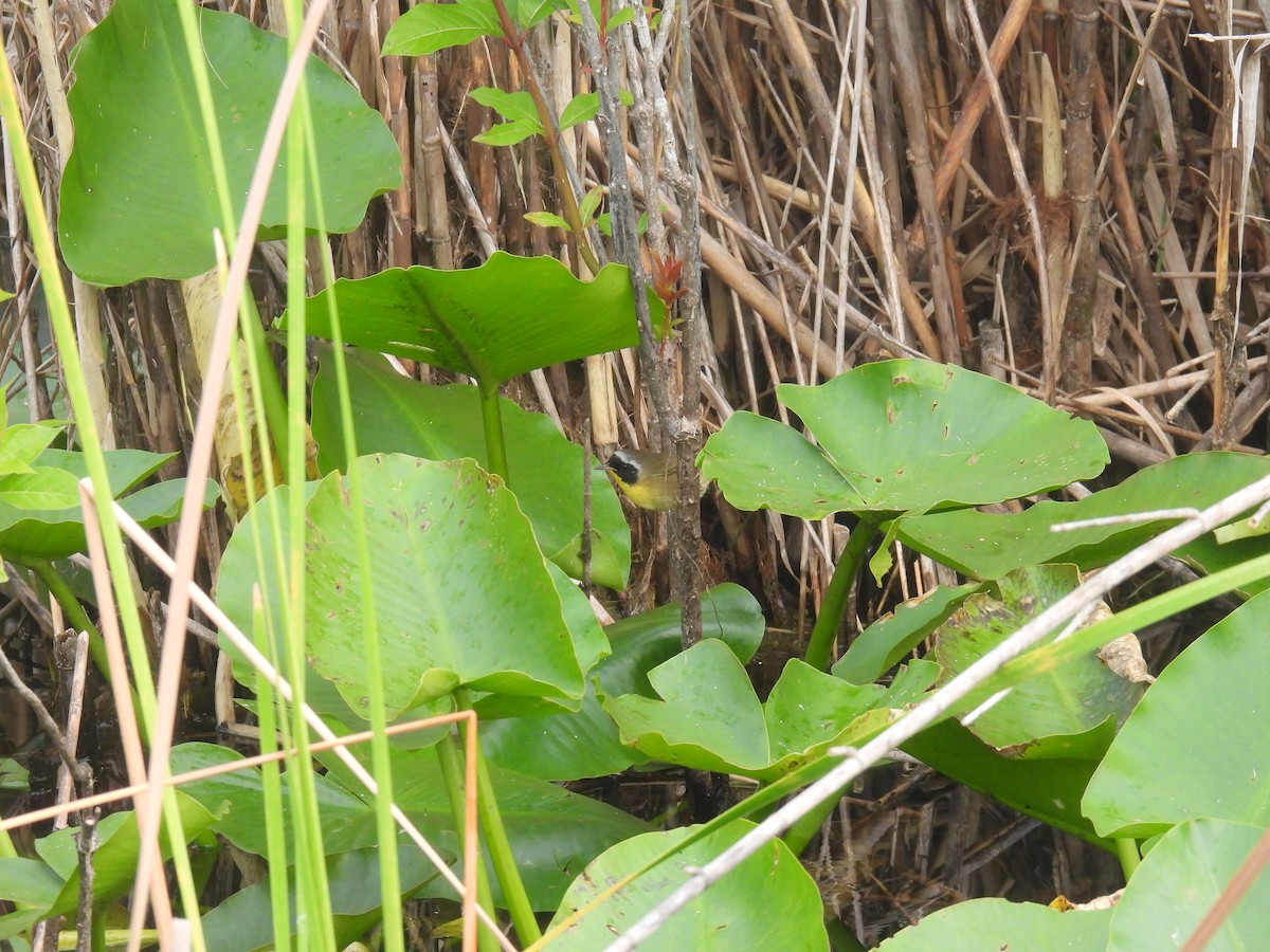 Common Yellowthroat - ML618448188