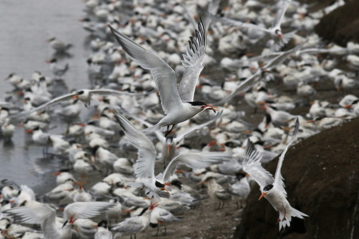 Elegant Tern - Justyn Stahl