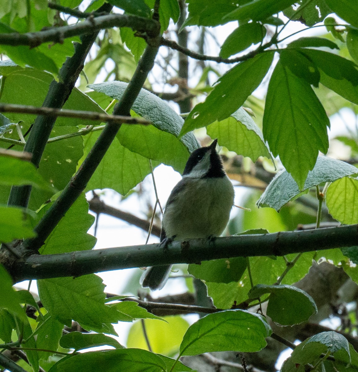 Carolina Chickadee - ML618448239