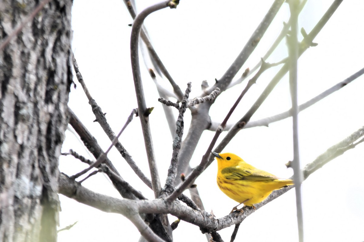 Yellow Warbler - Monique Maynard