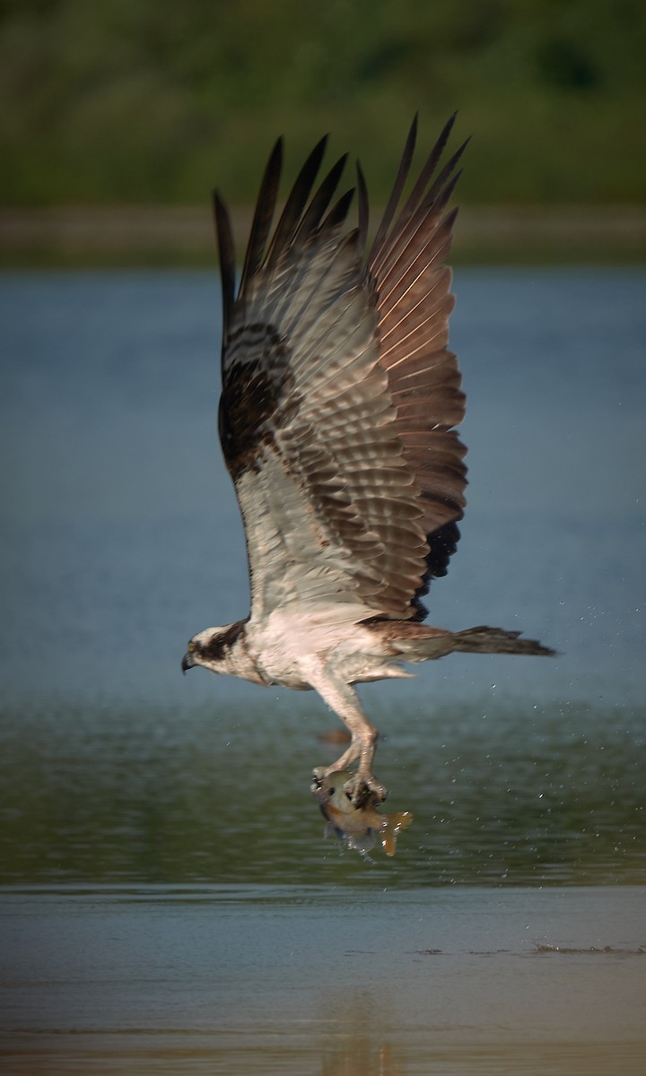 Águila Pescadora - ML618448247