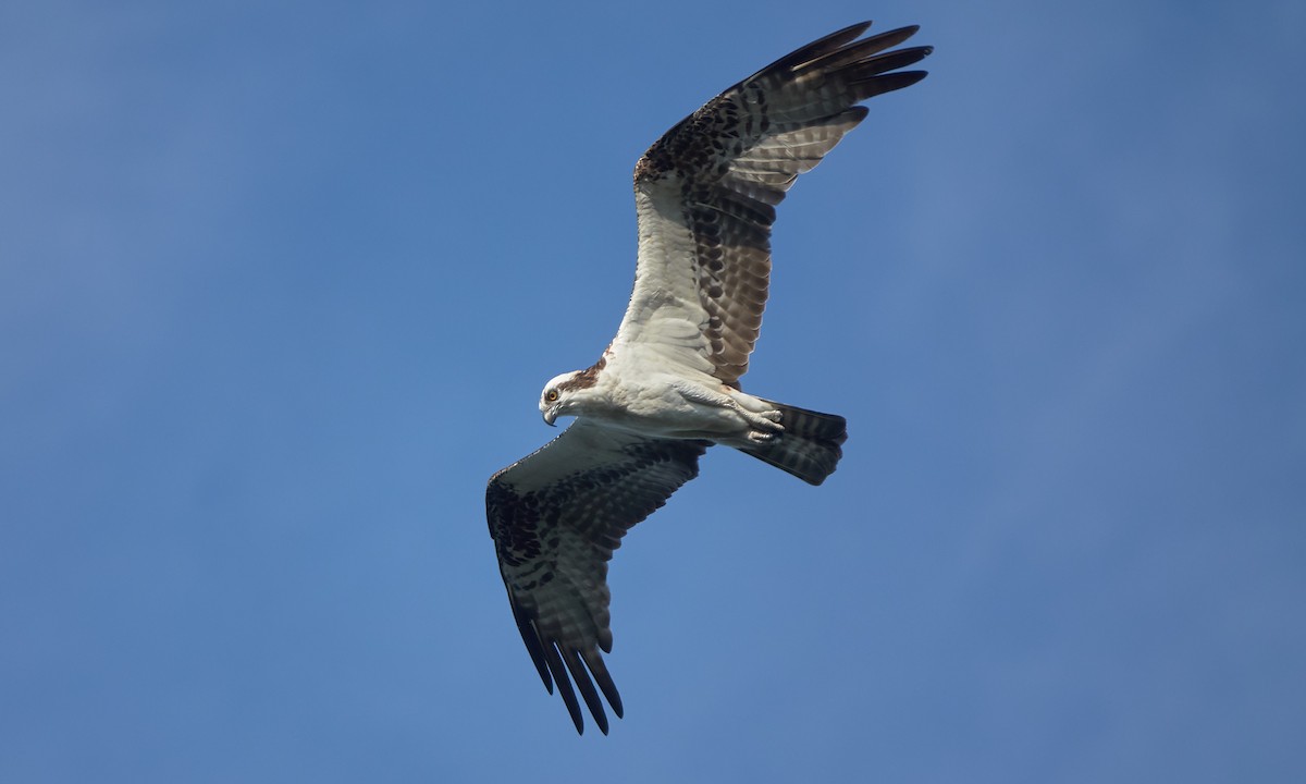 Balbuzard pêcheur - ML618448248