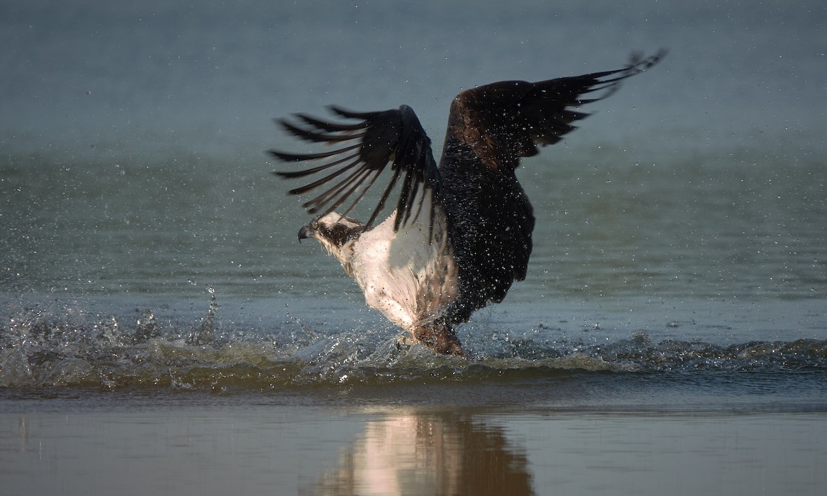 Águila Pescadora - ML618448249