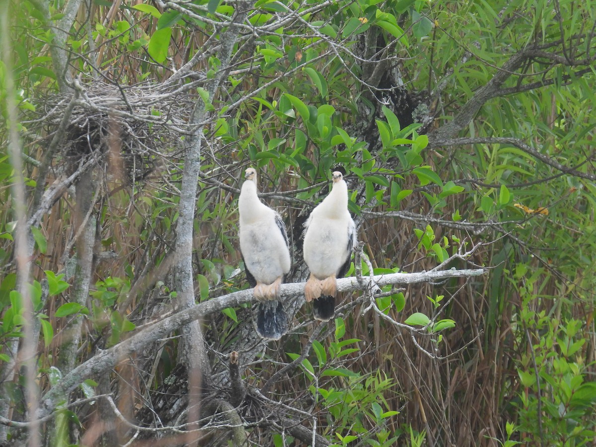 Anhinga d'Amérique - ML618448251