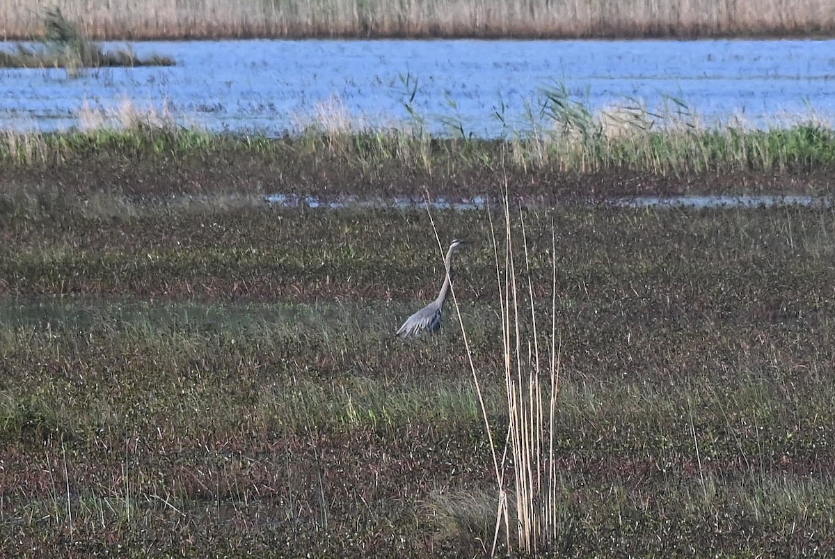 Garza Azulada - ML618448265