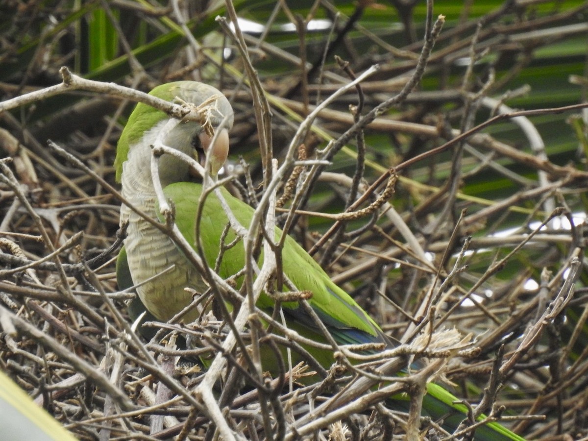 Monk Parakeet - ML618448282