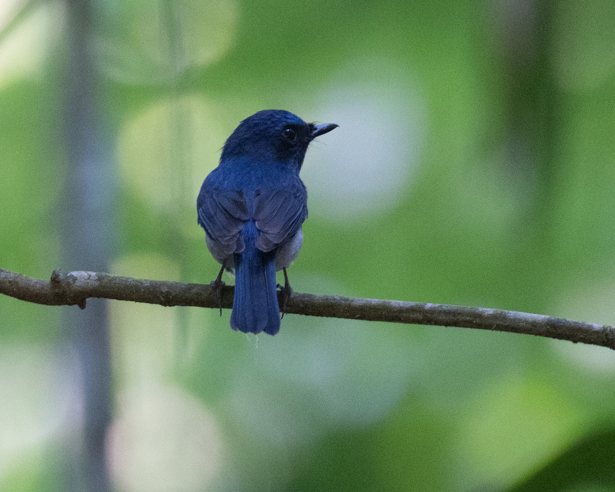 Hainan Blue Flycatcher - Dixie Sommers