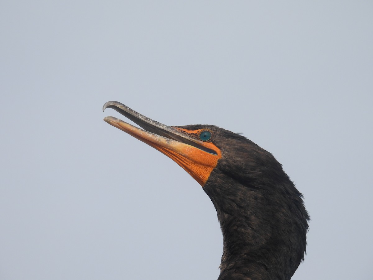 Cormoran à aigrettes - ML618448300