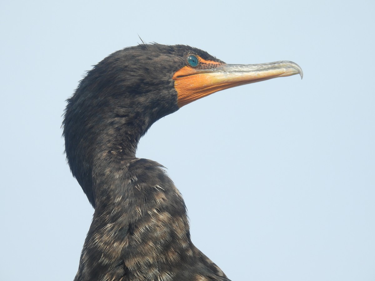 Cormoran à aigrettes - ML618448301