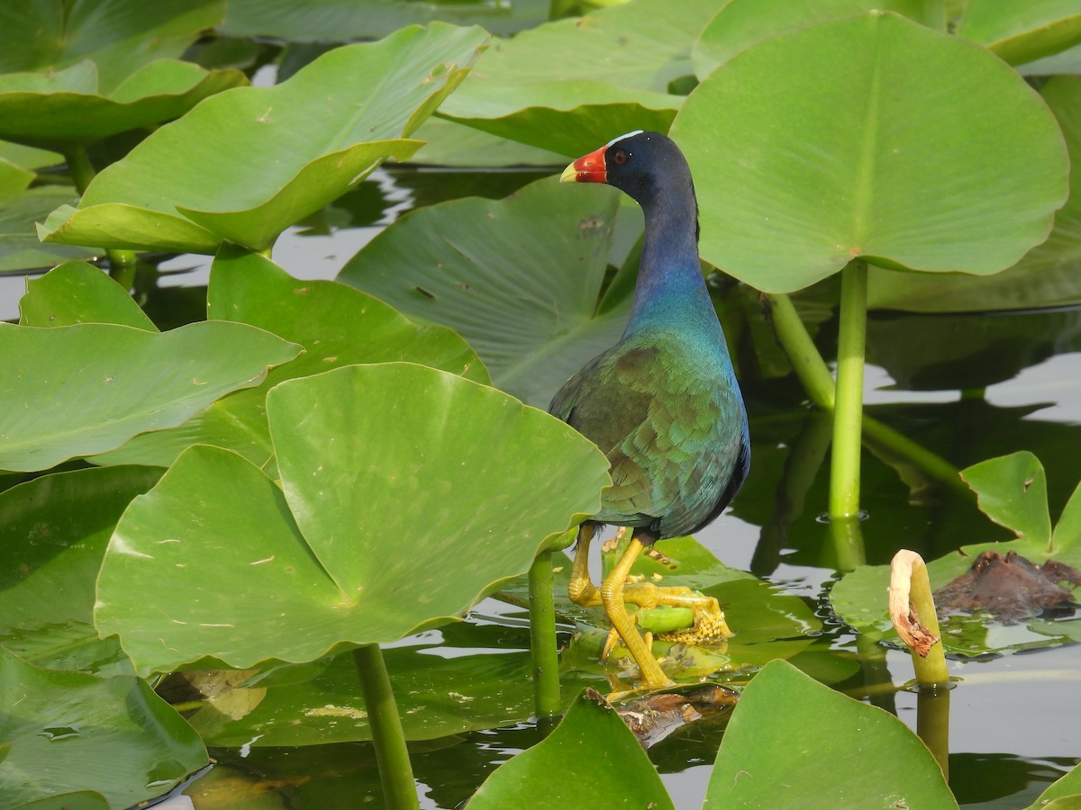 Purple Gallinule - ML618448318