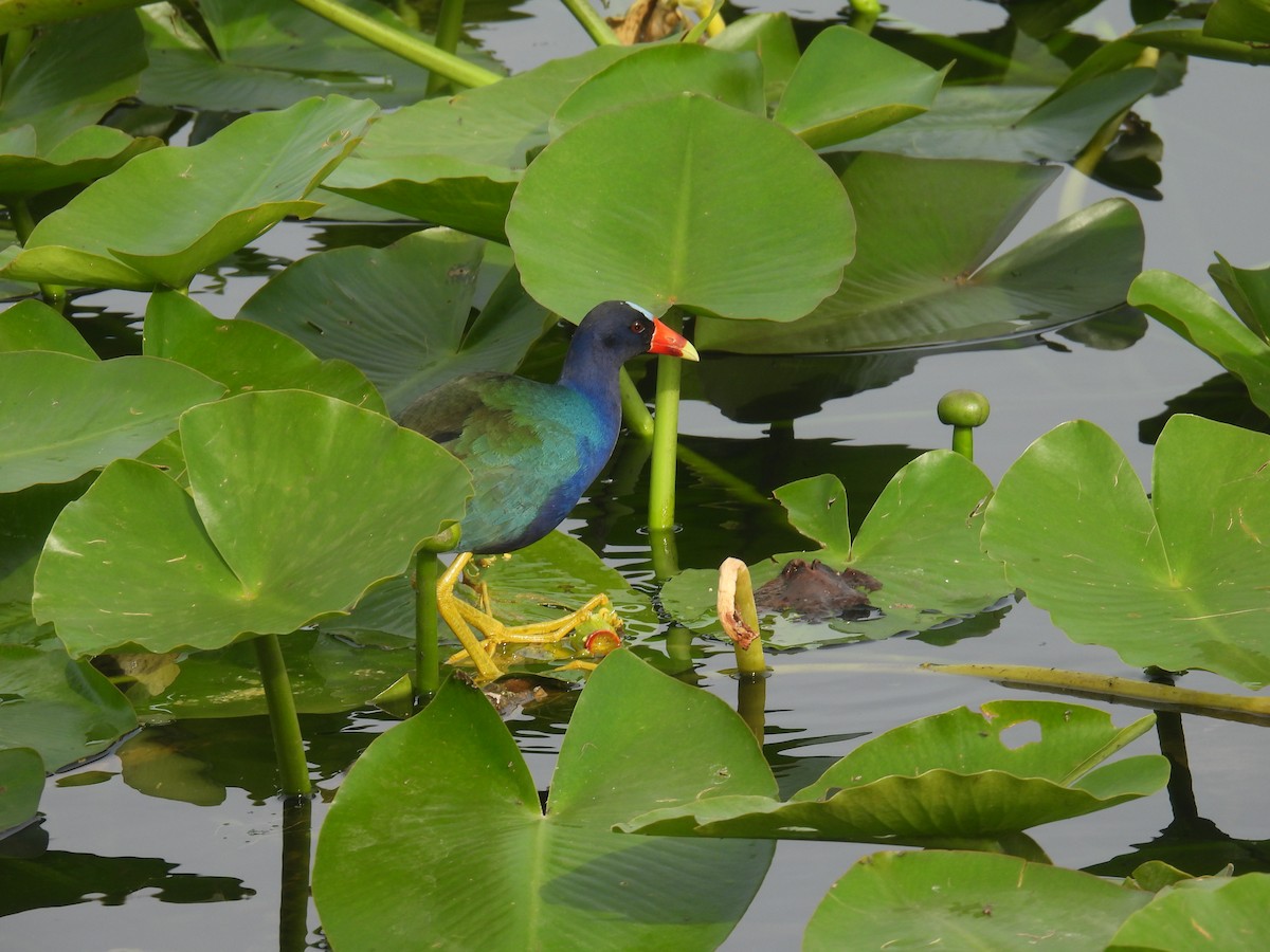 Purple Gallinule - ML618448319