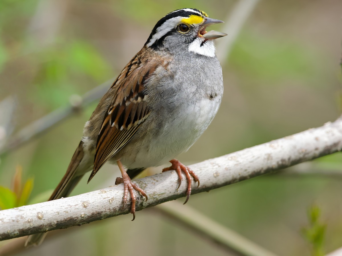 White-throated Sparrow - ML618448320