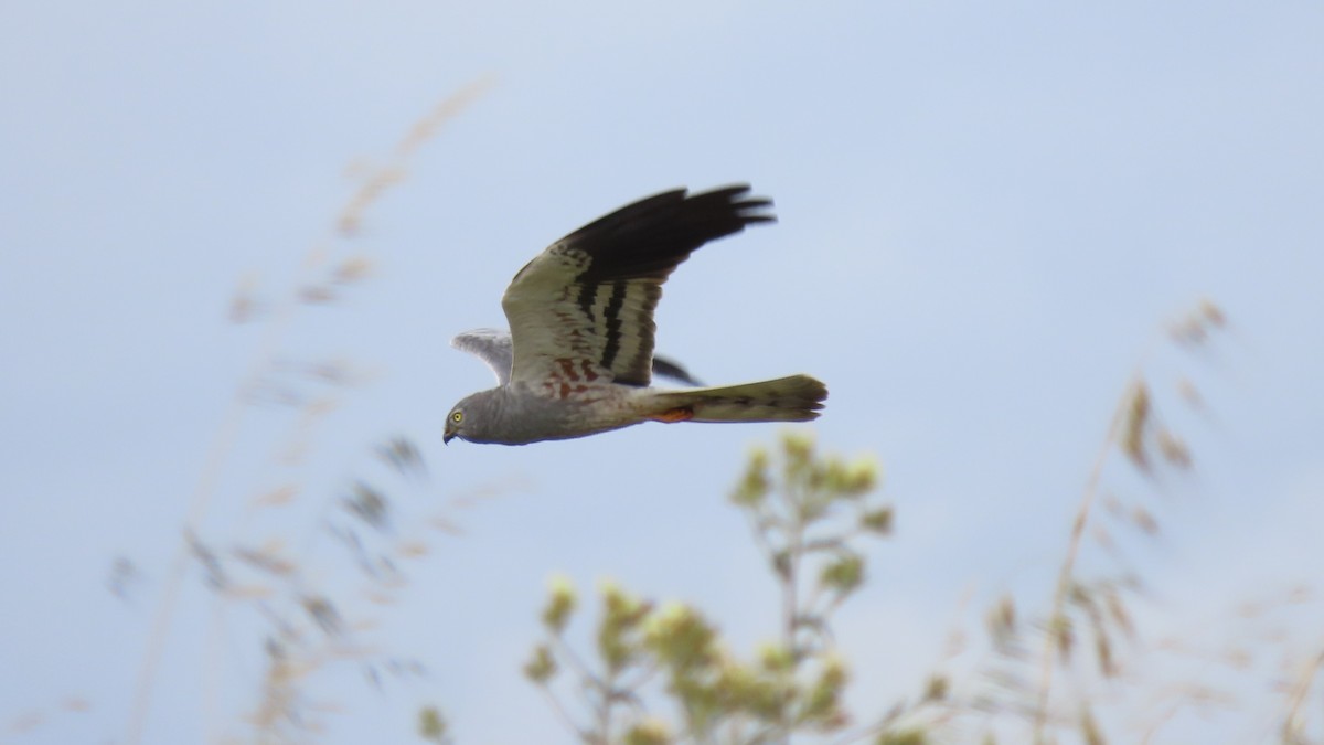 Montagu's Harrier - Luís Custódia