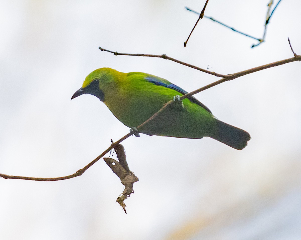 Blue-winged Leafbird - Dixie Sommers