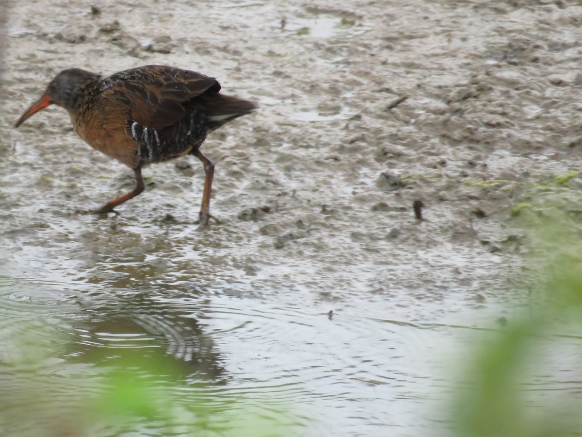 Virginia Rail - ML618448367