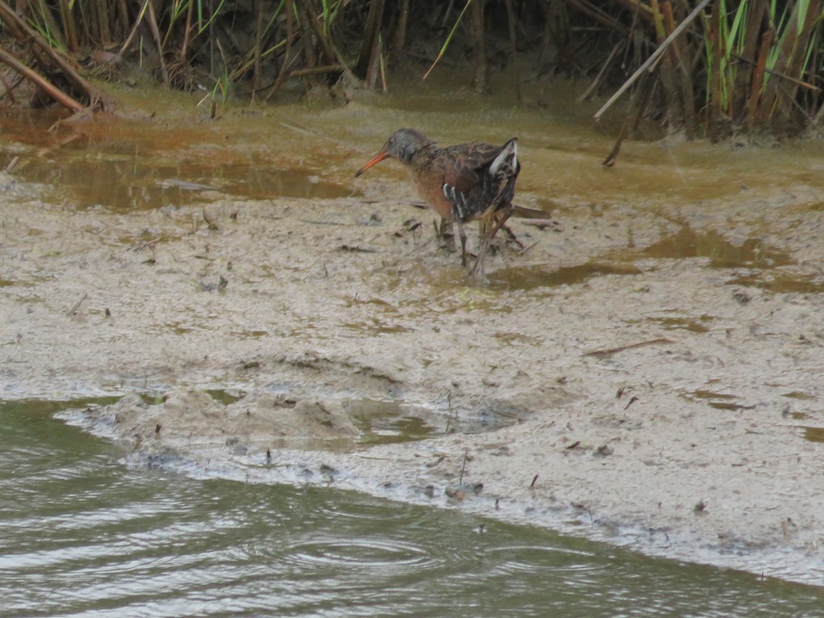 Virginia Rail - ML618448370