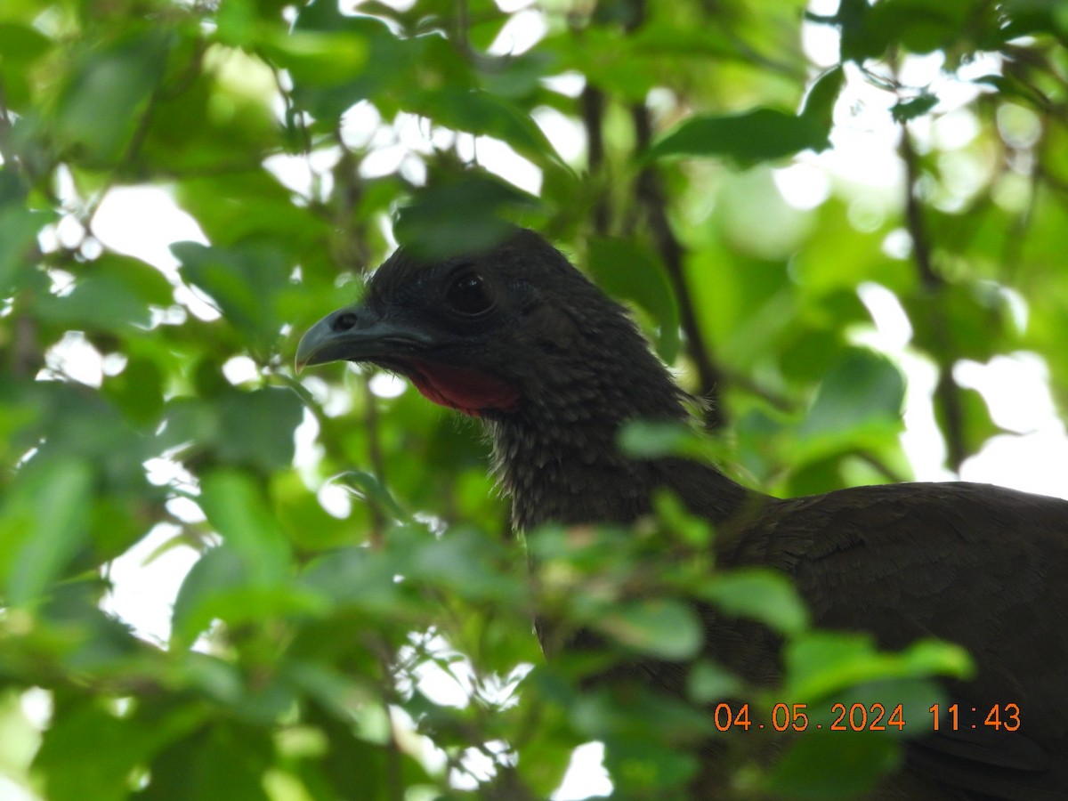 Rufous-vented Chachalaca - ML618448377