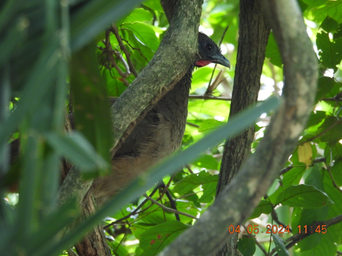 Rufous-vented Chachalaca - ML618448378