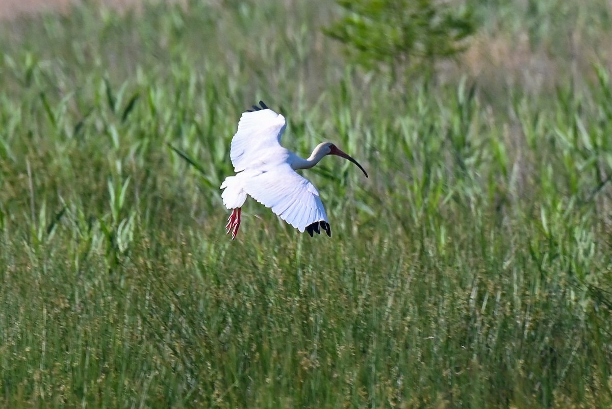 ibis bílý - ML618448397