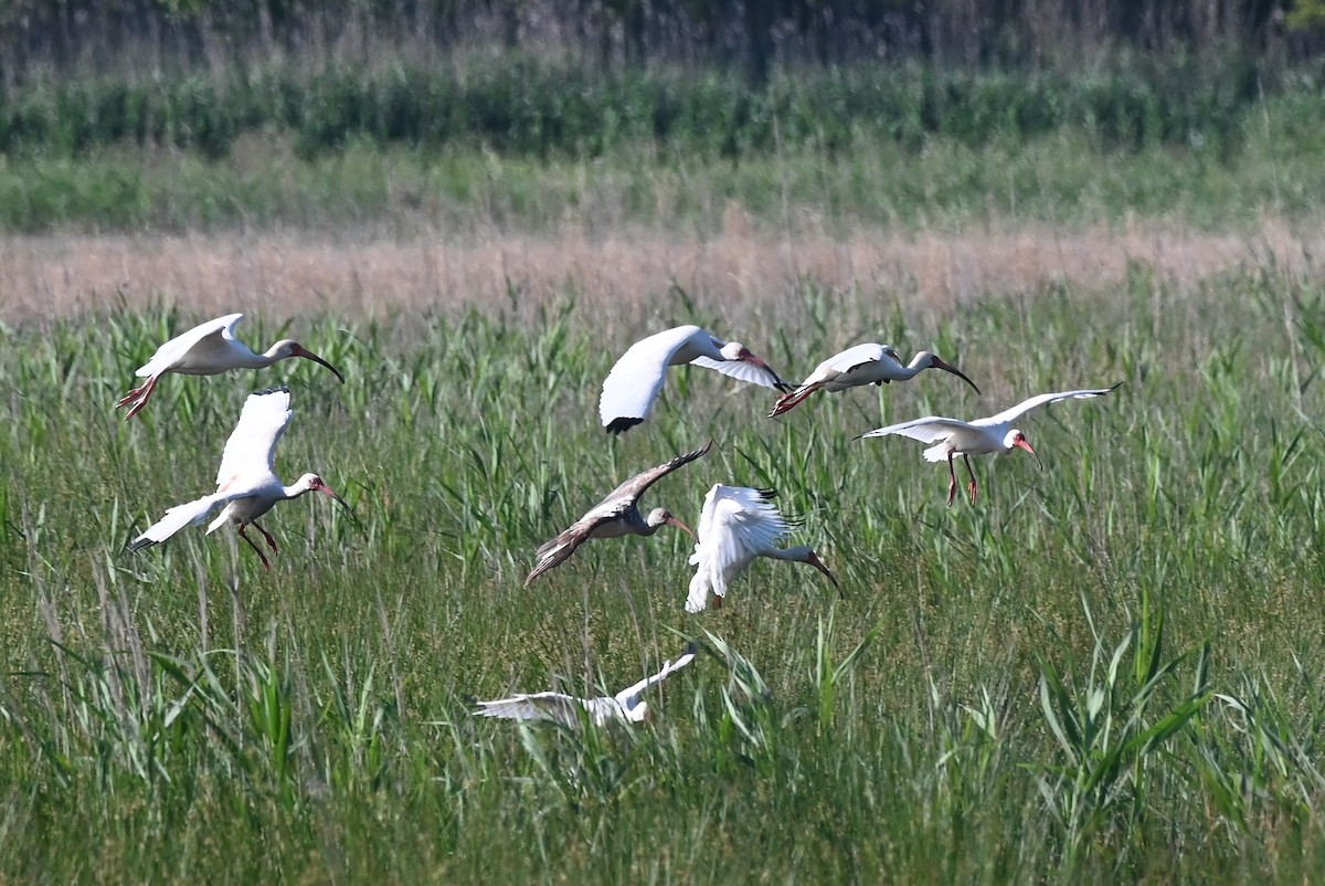 ibis bílý - ML618448408