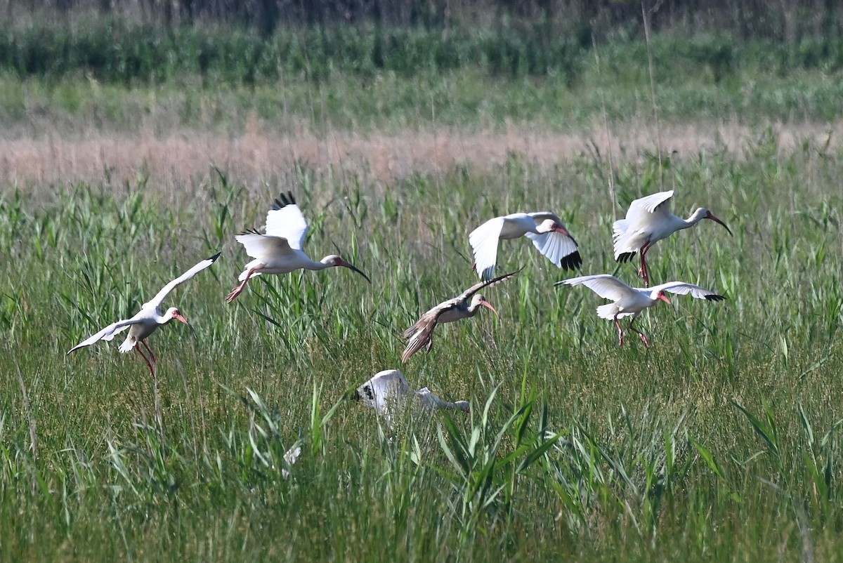 ibis bílý - ML618448410