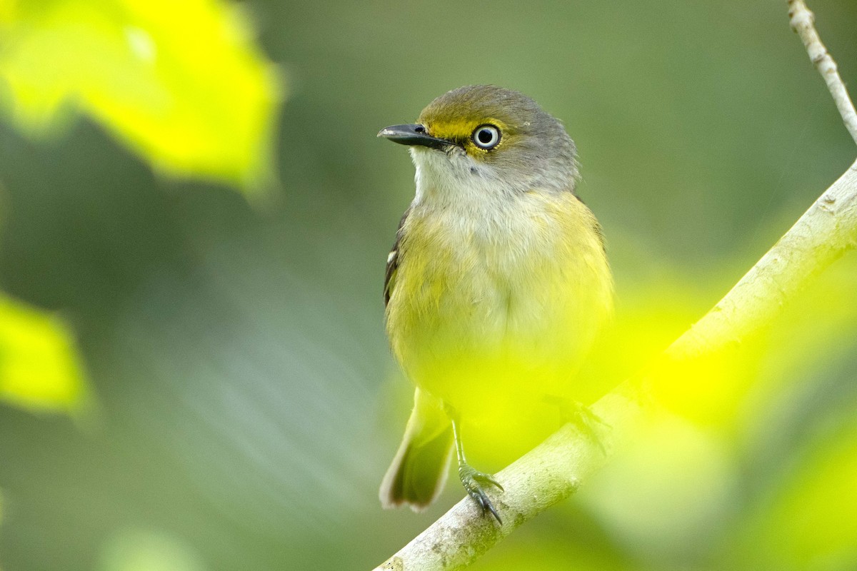 Vireo Ojiblanco - ML618448422