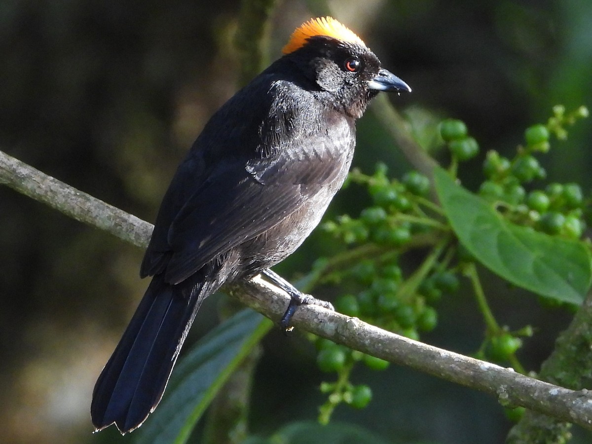 Tawny-crested Tanager - ML618448459