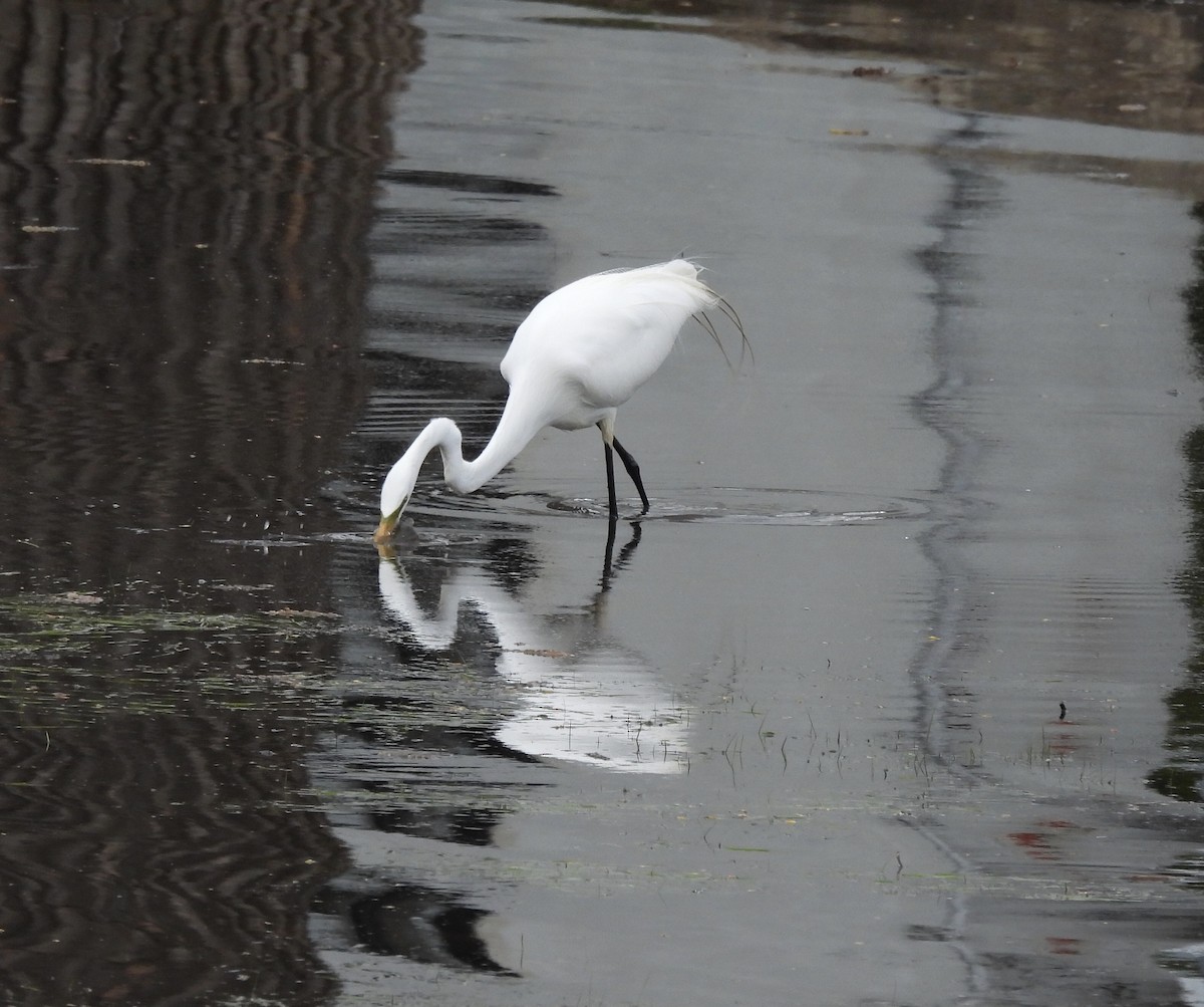 Great Egret - Michelle Bélanger