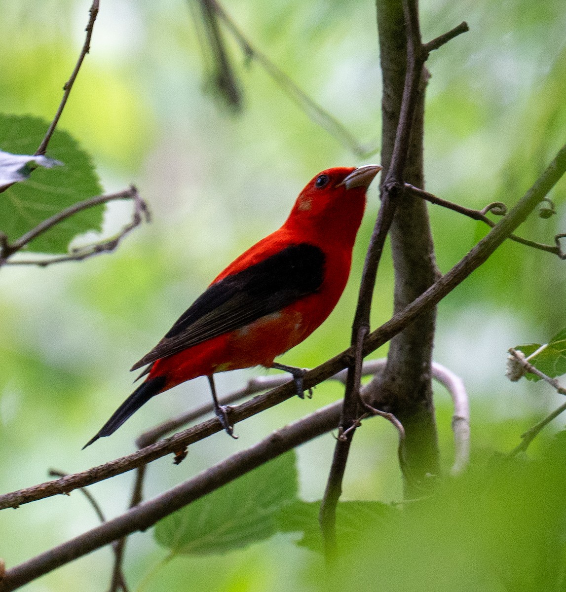 Scarlet Tanager - ML618448466