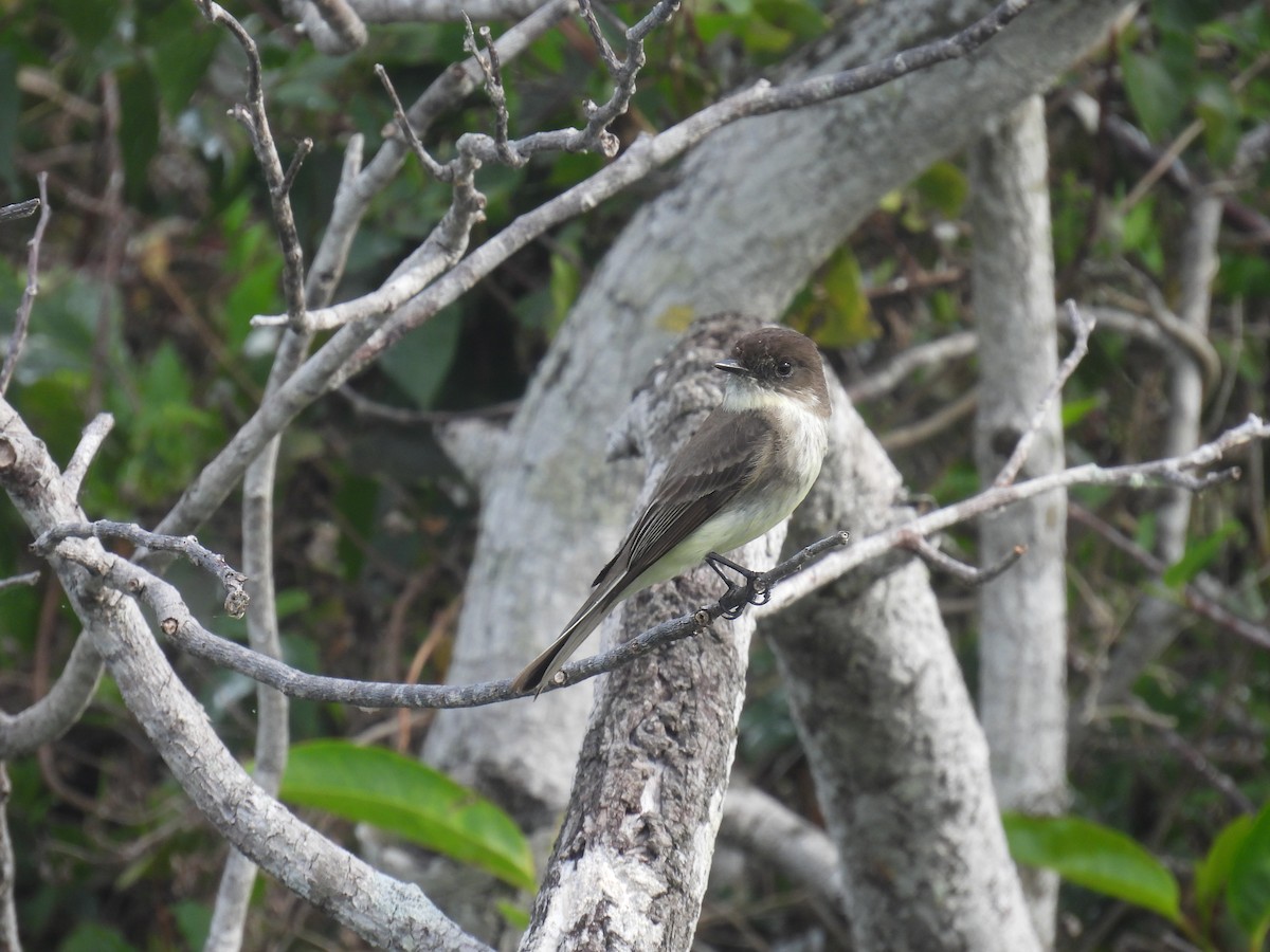 Eastern Phoebe - ML618448506