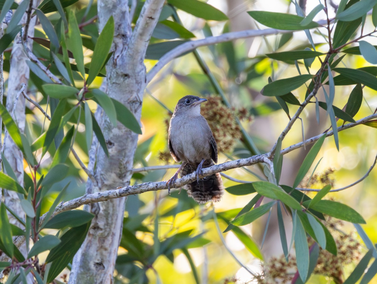 Zapata Wren - ML618448550